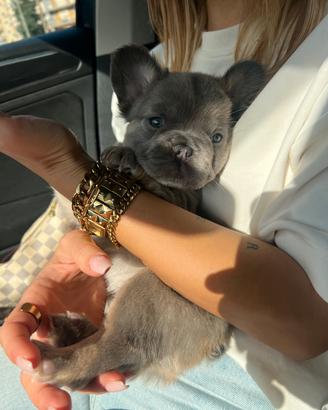 Bulldog francese fluffy(pelo lungo)