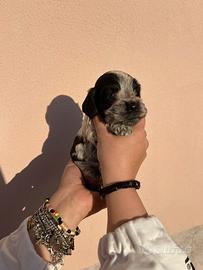 Cuccioli cocker spaniel inglese