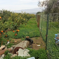 Agrumeto 6.000 mq con ulivi