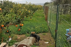 Agrumeto 6.000 mq con ulivi