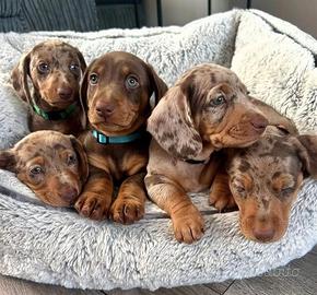 BASSOTTO NANO TEDESCO CHOCO MERLE cuccioli