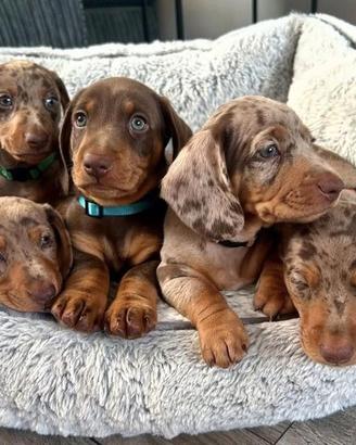 BASSOTTO NANO TEDESCO CHOCO MERLE cuccioli