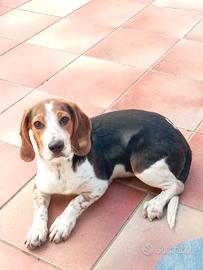 Beagle piccola taglia per caccia o compagnia