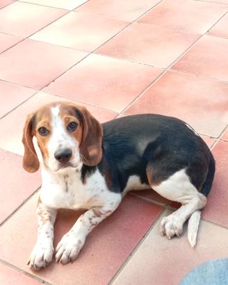Beagle piccola taglia per caccia o compagnia
