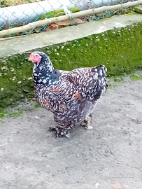 Galline brahma