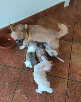 Chihuahua