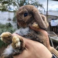 Coniglio Ariete colore Leprotto