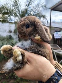 Coniglio Ariete colore Leprotto