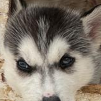 Disponibile siberian Husky due ultime femminucce