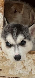 Disponibile siberian Husky due ultime femminucce