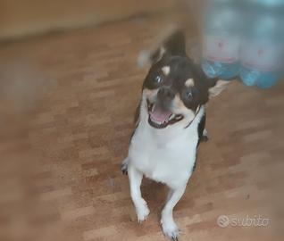 Chihuahua