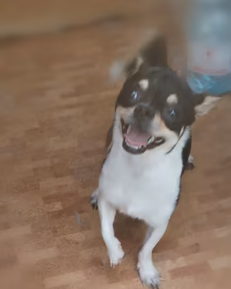 Chihuahua