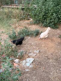 Galline conigli pulcini