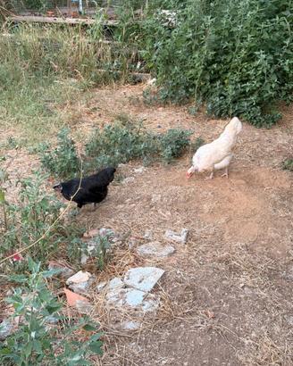 Galline conigli pulcini