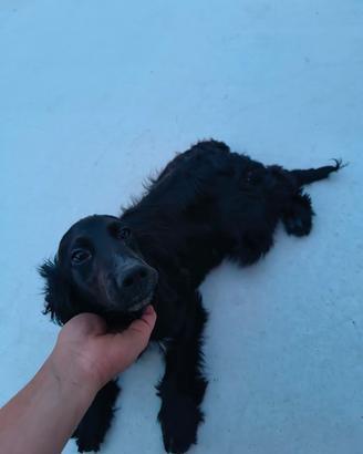 Cucciola di coker femmina