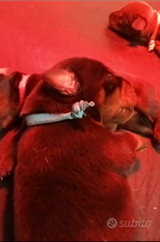 Dobermann Cuccioli Dolci Amori