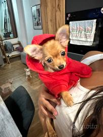 Cuccioli Chihuahua