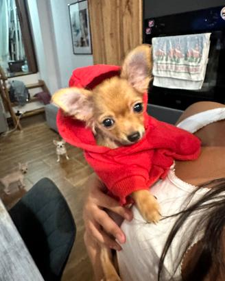 Cuccioli Chihuahua