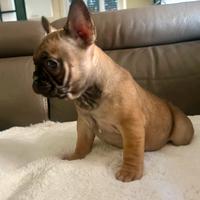 Cuccioli di Bulldog francese Fulvi Red