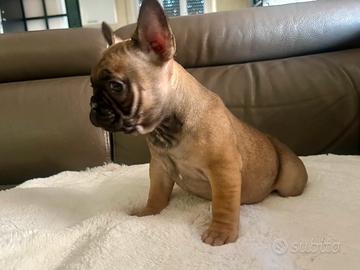 Cuccioli di Bulldog francese Fulvi Red