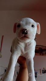 Cagnoline