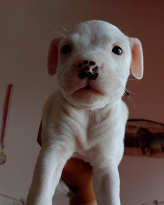 Cagnoline