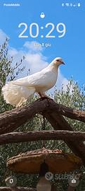 Colombe