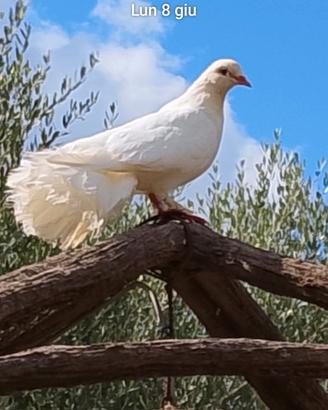 Colombe