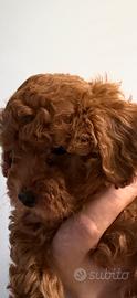 Cuccioli di Barboncini Toy Red
