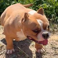 American bully top femmina