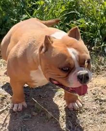 American bully top femmina
