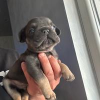 Bulldog francese