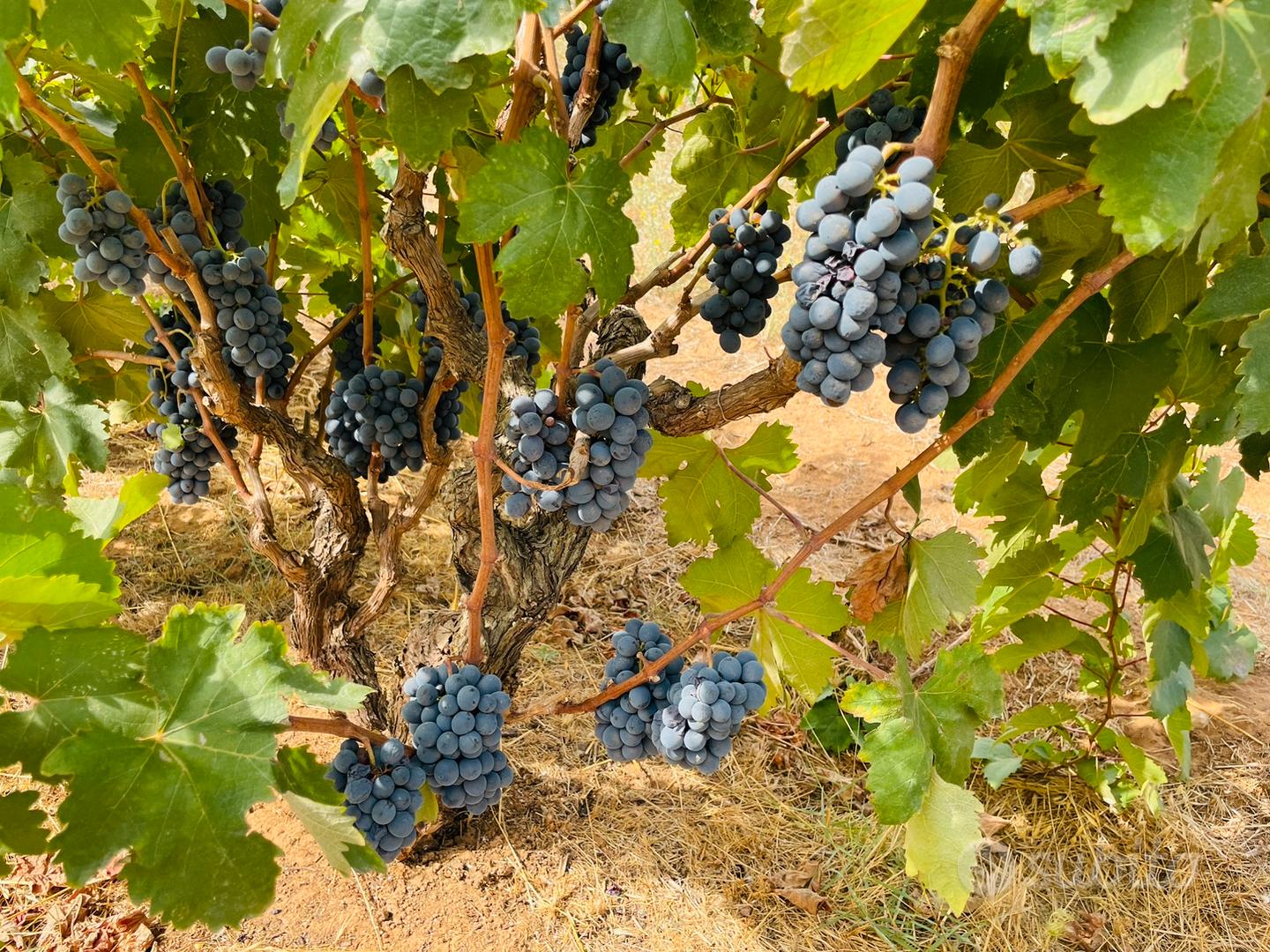 2 terreni agricoli per 1,4 ettari totali - Vista 2