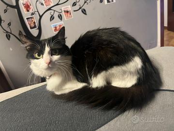 Gattina femmina 3 anni