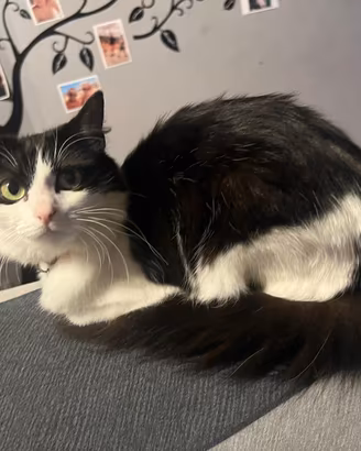 Gattina femmina 3 anni