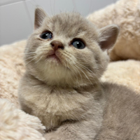 British shorthair