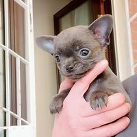 Chihuahua pedigree ENCI