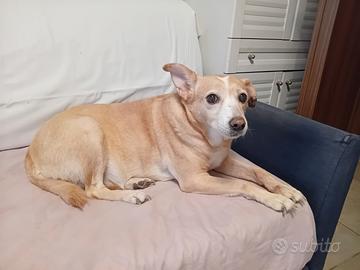 Cane dolcissimo per affido