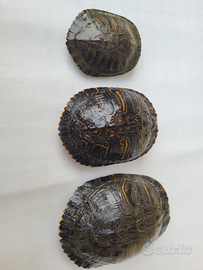 Tartarughe acqua Trachemys Scripta elegans