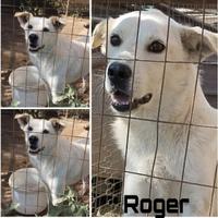 Cagnolino taglia media contenuta in adozione