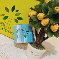 Gli alberelli / limone / albero di limone / cerami