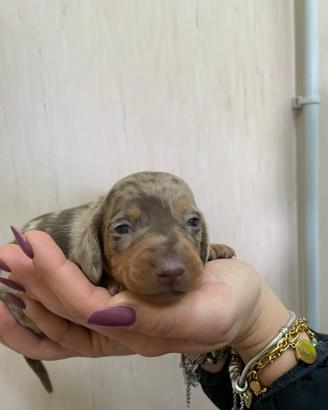 Bassotto tedesco kaninken Arlecchino cioccolato tu