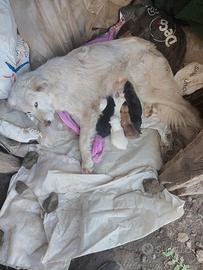 CuccioliIncrocioPastore Maremmano Pastore Tedesco