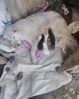 CuccioliIncrocioPastore Maremmano Pastore Tedesco