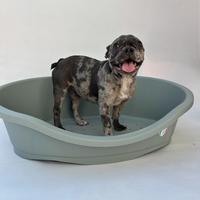 Bulldog Francese Femmina