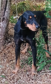 Segugia da Cinghiale