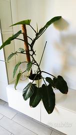 Pianta da interno 