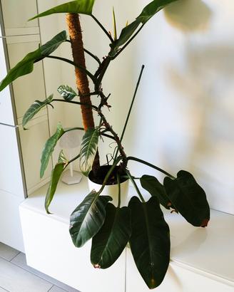 Pianta da interno 