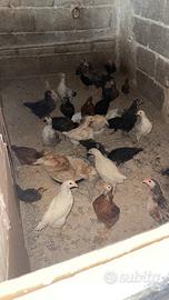 Galline siciliane