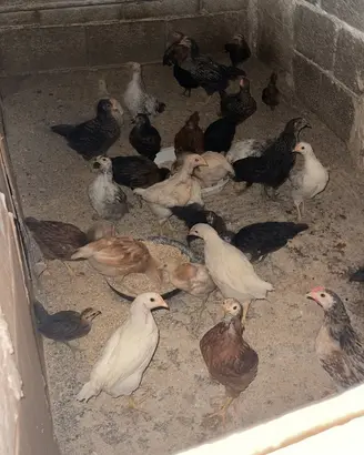 Galline siciliane